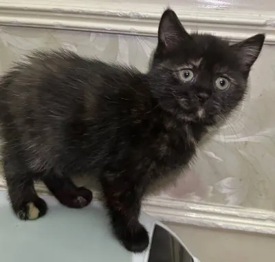 Девочка трёхцветка