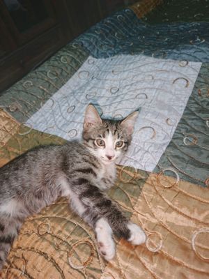 котенок