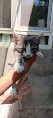 Продаются котята