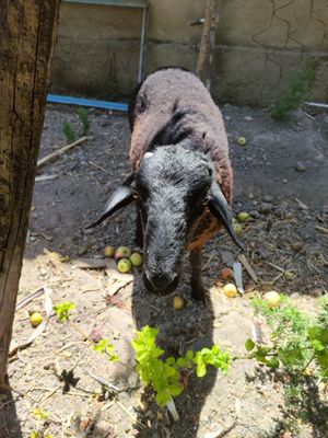 Qozi qochqor sotiladi.
