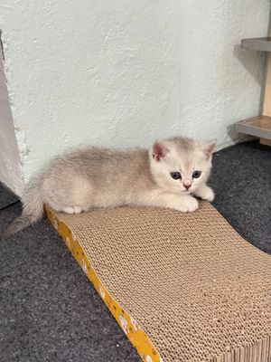 Продается Британский серебряный шиншилла