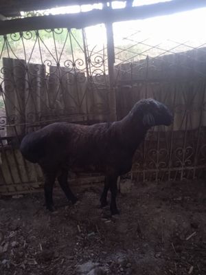 Qoʻchqor sotiladi 2 yosh