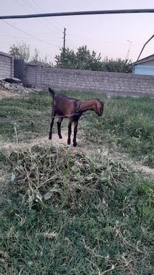 Зотдор эчки ургочи сотилади 4 милон