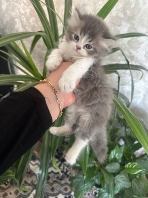 Shinshilla heyland mushuklar