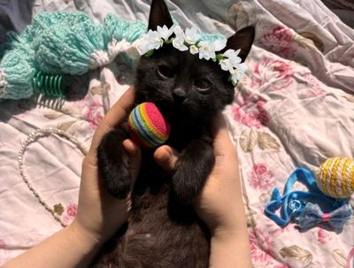 пристраиваются котята в добрые руки