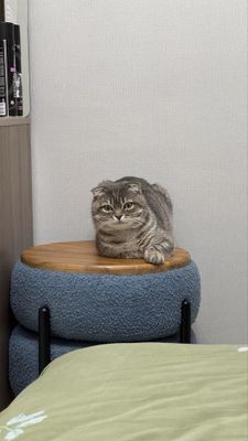 Скотиш фолд, 2 года
