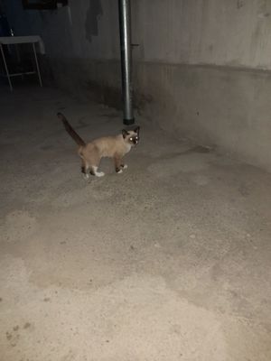 Mushuk siyamski erkak 4 yoki5 oyli