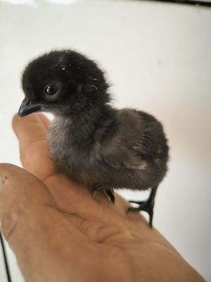 Ayam Semani Jo'jalari