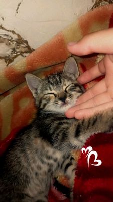 mushuk