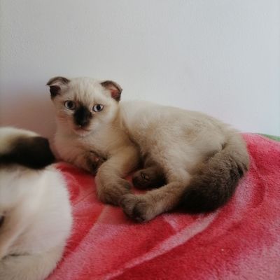 Продаётся котенок