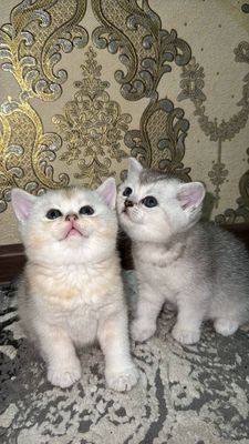 Продаются породистые котята и кошка-мама