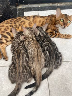 Белые Бенгальские котята