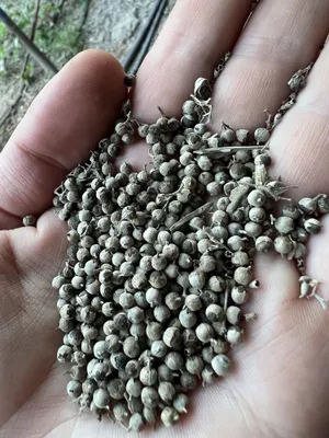 Перец душистый. Специи