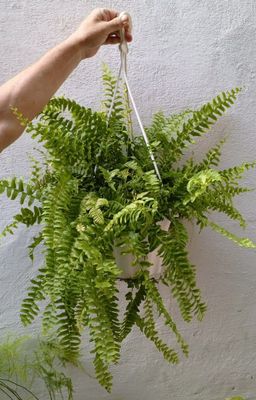 Папоротник. Красивые и экзотические цветы для дома и офиса
