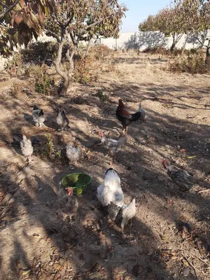 хонаки курка ва товуклар сотилади срочни.соглом.