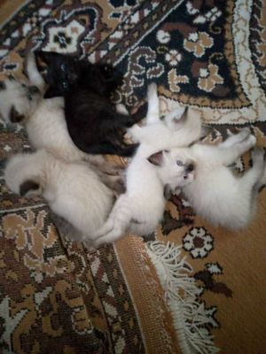 Продам сиамских котят
