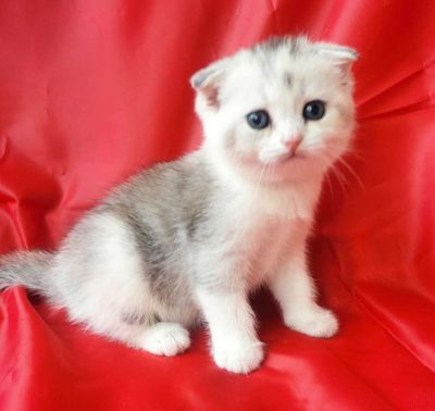 Продается вислоухий котенок, девочка