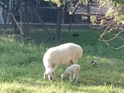 Хисори соглом куйлар сотилади
