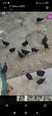 Qora shahzoda 2 oydan o'tgan narhi 110000 ming so'mdan 16 dona sotilad