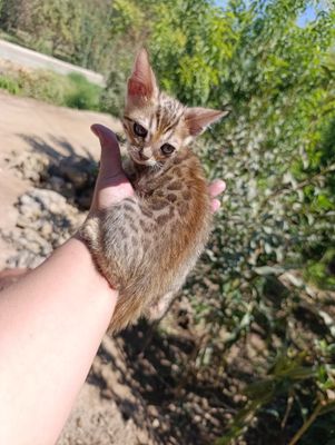Бенгальские котята