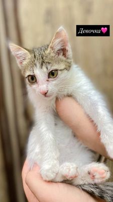 Бесплатно котятки