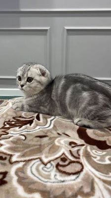 Скотиш фолд кошечка