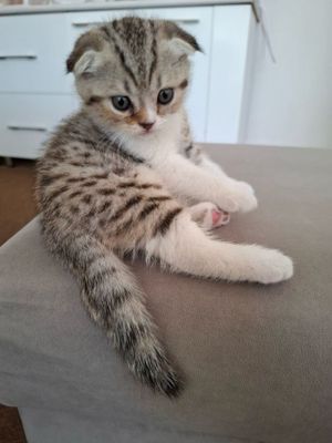 Продаются котята в хорошие руки,породистые и веслоухие