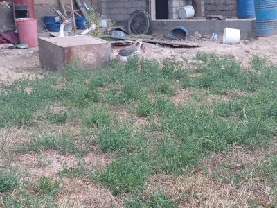 Goz sotiladi narxi 250 ming som