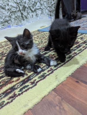 Котята отдам бесплатно
