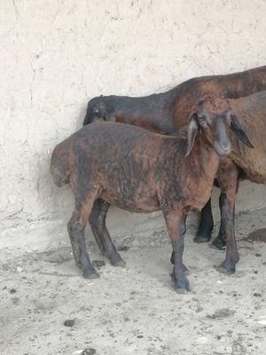 Yosh qo'zi sotiladi