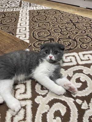 mushik скоттиш фолд