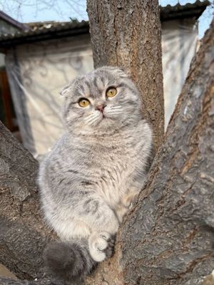 Кот , породистый ( скотиш фолд) , папа британец мама шотландская порда