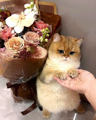 Кошка Британская шиншилла