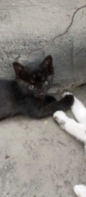 Котята! Мушукчалар сотилади
