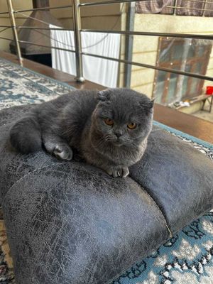 Scottish Fold . Yoshi 1 yoshda qiz bola . Tugmagan hali