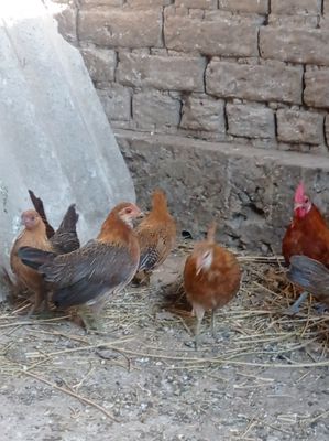 Продаются молодые курочки