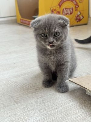 Отдам в добрые руки трёх малышей