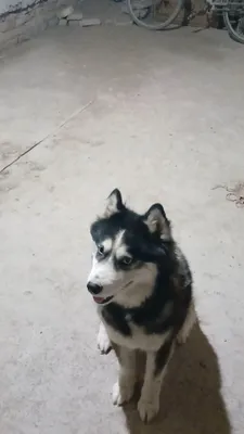 Кучик сотилади хаски зотли