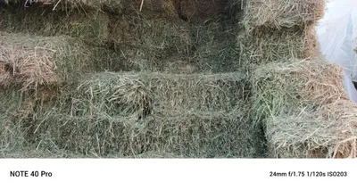 Beda va beda urugʻ sotiladi oladiganlar uchun