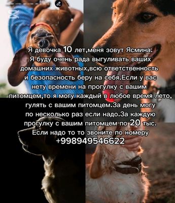 Услуга гулянка.