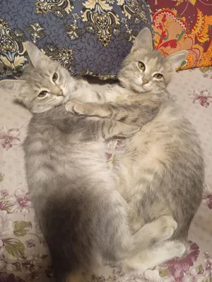 Mariya & Masha yokshir paroda