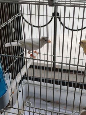 Kanareyka chubatiy nar joja sayroda sotiladi