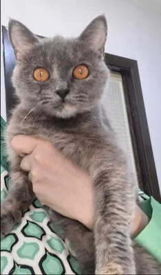 Пристраивается кошечка