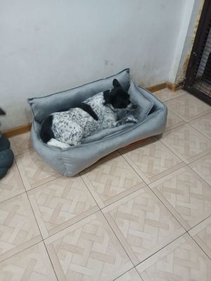 Собака бесплатно