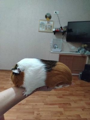 Продам свою морскую свинку