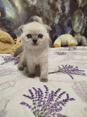 Вислоухая девочка