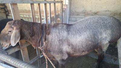 Uyda boqilgan qurbonlikka