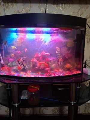 Akvarium baliqlari blan