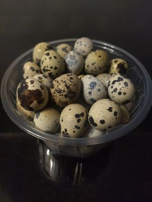 Bedana tuxumlari Urug'langan