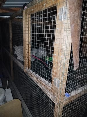 Katak tovuqlar uchun